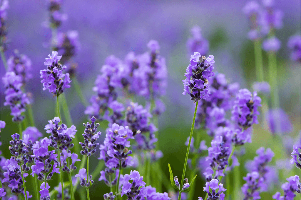 Small garden ideas for park homes Lavender plants