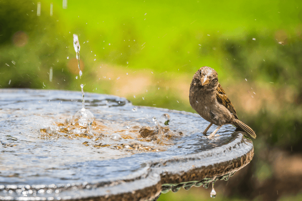 Small garden ideas for park homes Bird on bird bath