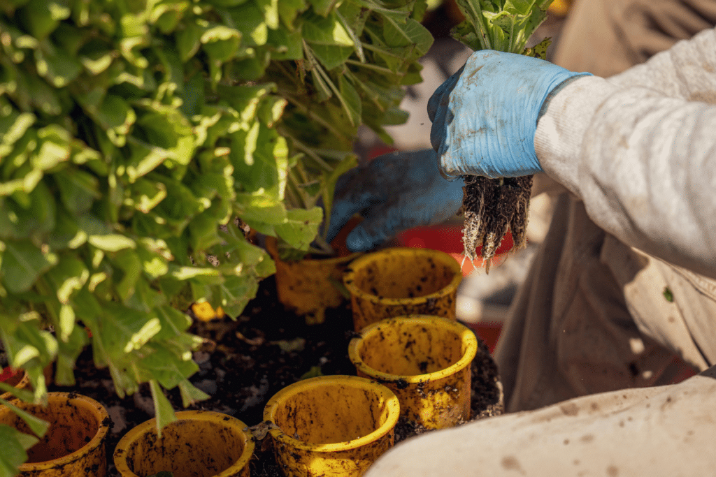 Summer Gardening Ideas for Park home owners