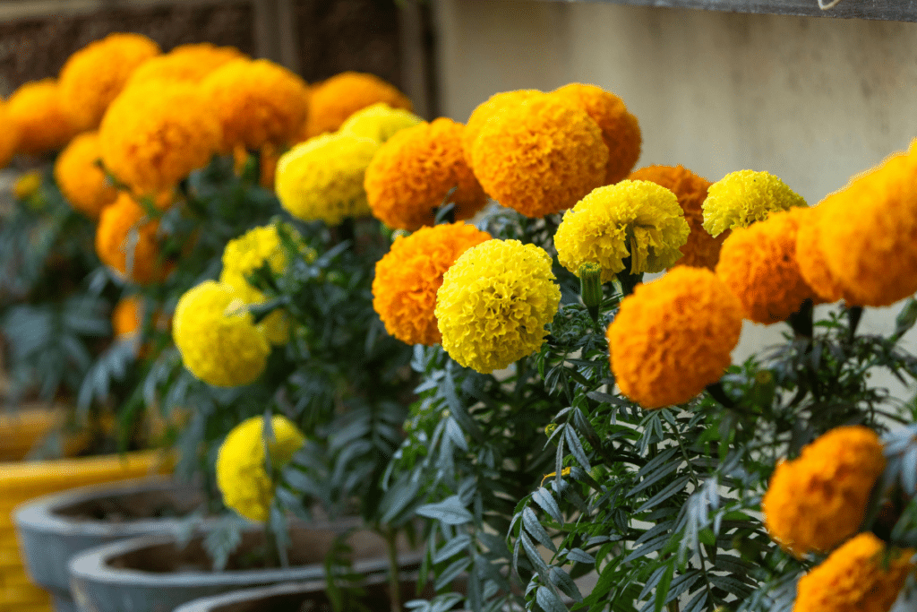 planting for maximum colour and interest