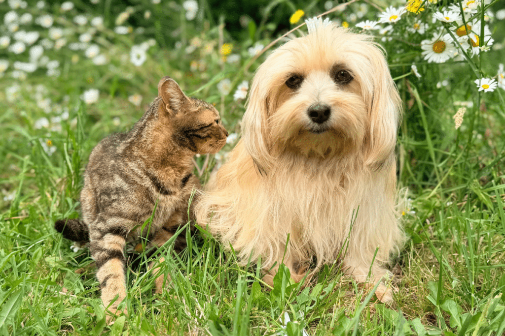 pets welcome at residential homes